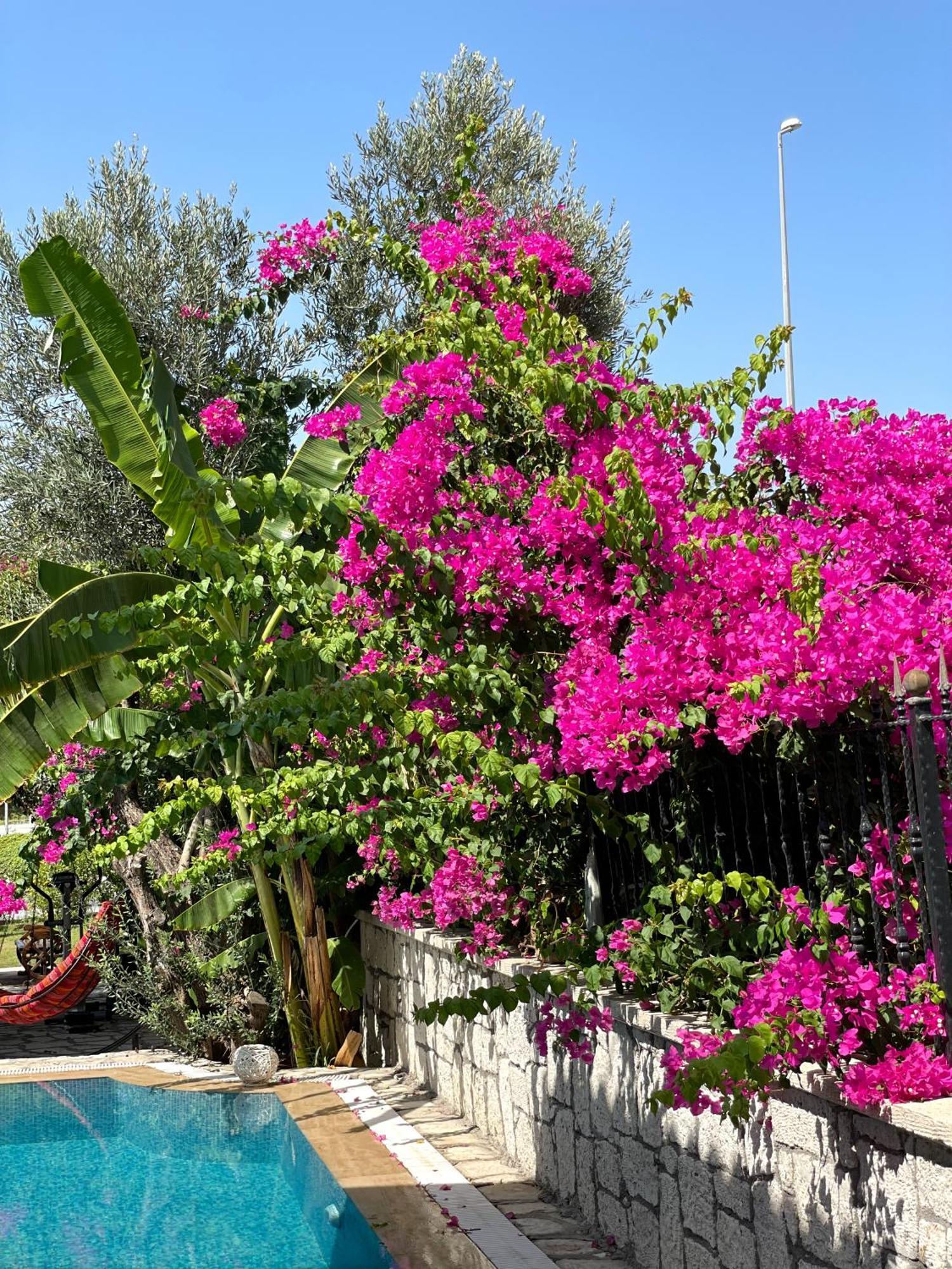 Çeşme Ata Boutique Hotel מראה חיצוני תמונה